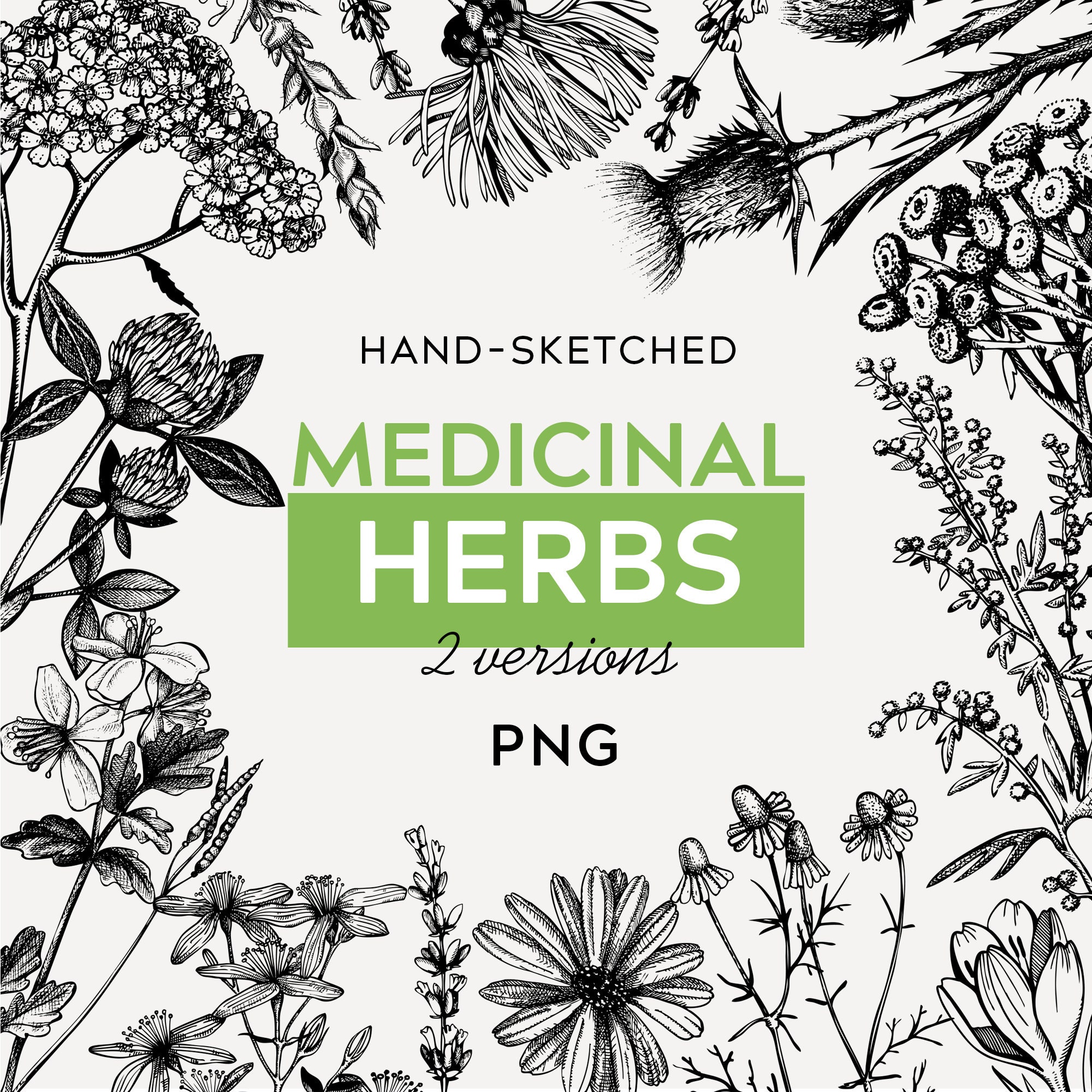 Medicinal Herbs Botanical Sketch. Wildflowers Drawings. Tea Herbs ...