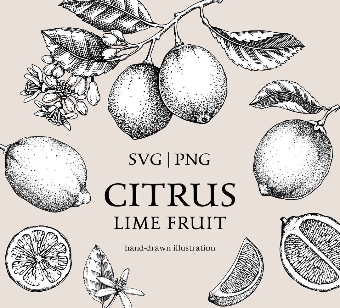 Citrus 複製原画 Citrus | Shiva's art