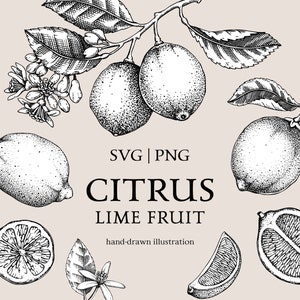 Clipart de frutas de limão, plantas exóticas SVG, desenhos botânicos, flores cítricas desenhadas à mão, esboço tropical, gravura vetorial vintage SVG