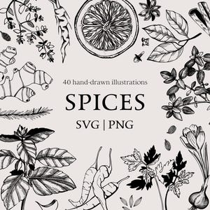 May include: A collection of 40 hand-drawn illustrations of spices, herbs, and other culinary ingredients. The illustrations are in black and white and feature a variety of spices, including ginger, star anise, cloves, and bay leaves.