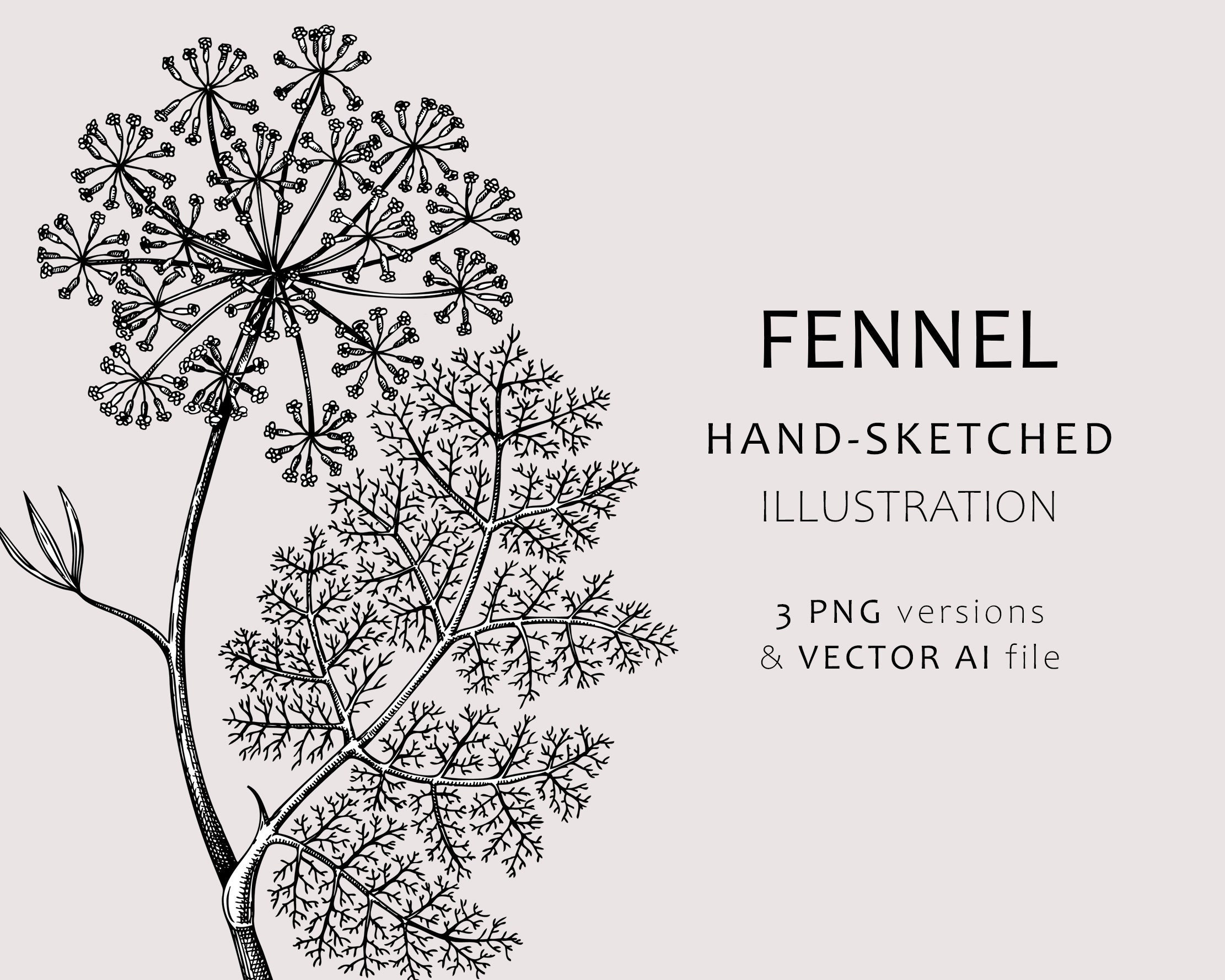 Fennel Flower Drawing