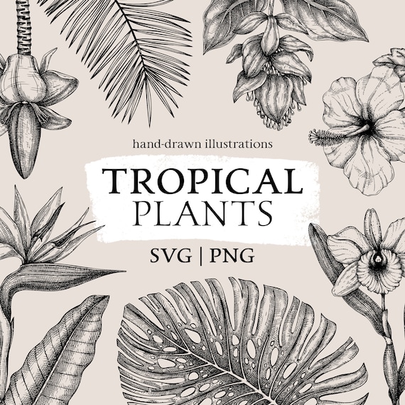 Tropical Flowers Clipart, Exotic Plants PNG, Monstera Leaf PNG, Palm Leaf,  Hibiscus Flower SVG, Botanical Print, Vintage Artwork, Sketch Art - Etsy