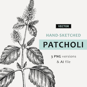 Patchouli-Skizze. Blumen Clipart für den Kräutergarten. Für Kerzenetikett, Pflanzenposter, Hochzeitseinladungen, botanischer Druckaufkleber PNG. Minze Vektor-Kunst