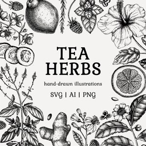 Puede incluir: Ilustraciones dibujadas a mano en blanco y negro de varias hierbas de té, incluyendo jengibre, menta, hibisco y cítricos. El texto "TEA HERBS" está en el centro de la imagen, con las palabras "ilustraciones dibujadas a mano" y "SVG | AI | PNG" debajo.