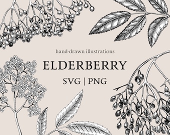 Elderberry Plant PNG, Medicinal Plant Scientific Sketch, Herbal Tea Vintage Artwork, Fall Leaves SVG Botanical Print, Autumn Clipart