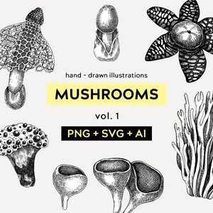 Dibujo de setas vintage, imágenes prediseñadas dibujadas a mano de hongos, setas medicinales, imágenes prediseñadas del bosque, PNG del bosque, vector de grabado, arte de boceto vintage