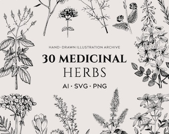 Medicinal Herb Plants SVG Bundle: 30 Hand Drawn Botanical Illustrations, Apothecary PNG Vinatge Clipart