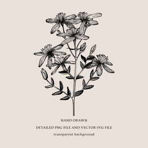 Medicinal Herbs Botanical SVG: Hand Drawn Wildflower Clipart, Vintage Sketch Art, Tea Herbs PNG image 6