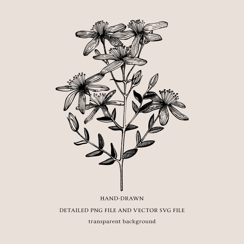 Medicinal Herbs Botanical SVG: Hand Drawn Wildflower Clipart, Vintage Sketch Art, Tea Herbs PNG image 6