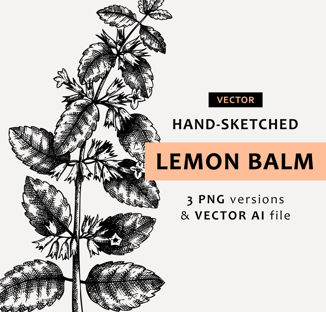 Lemon Balm Digital Drawing. Herb Garden Floral Clipart. Candle Label ...