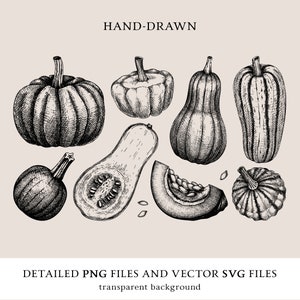 May include: Hand-drawn black and white illustrations of various types of pumpkins and squashes, including a butternut squash, a pumpkin, and a gourd. The image is labeled "HAND-DRAWN" and "DETAILED PNG FILES AND VECTOR SVG FILES transparent background".