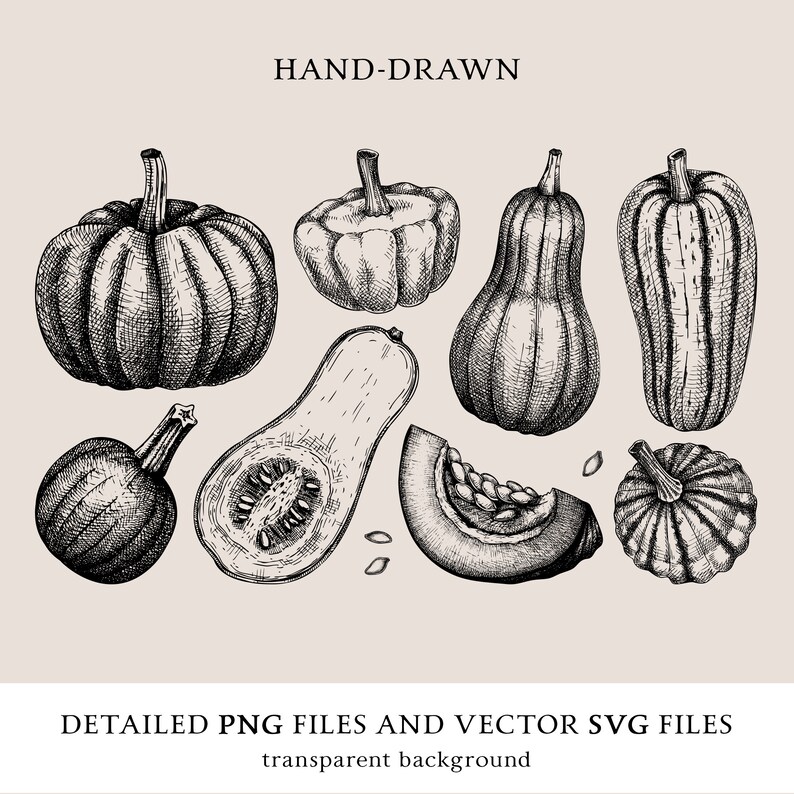 May include: Hand-drawn black and white illustrations of various types of pumpkins and squashes, including a butternut squash, a pumpkin, and a gourd. The image is labeled "HAND-DRAWN" and "DETAILED PNG FILES AND VECTOR SVG FILES transparent background".