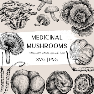 Puede incluir: Ilustraciones dibujadas a mano en blanco y negro de varios hongos medicinales. La imagen incluye hongos reishi, chaga, melena de león, cordyceps y cola de pavo. El texto "Hongos medicinales" está escrito en negrita sobre los hongos. El texto "Ilustraciones dibujadas a mano" está escrito debajo de los hongos. El texto "SVG | PNG" está escrito debajo del texto "Ilustraciones dibujadas a mano".