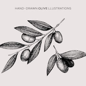 Pode incluir: Uma ilustra&ccedil;&atilde;o desenhada &agrave; m&atilde;o em preto e branco de um ramo de oliveira com folhas e azeitonas. A ilustra&ccedil;&atilde;o &eacute; etiquetada como "HAND-DRAWN OLIVE ILLUSTRATIONS".