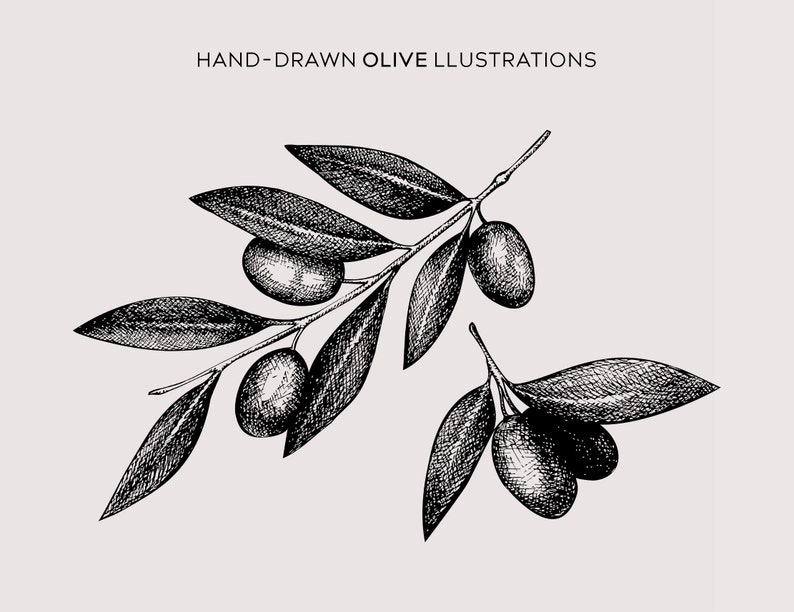 Pode incluir: Uma ilustra&ccedil;&atilde;o desenhada &agrave; m&atilde;o em preto e branco de um ramo de oliveira com folhas e azeitonas. A ilustra&ccedil;&atilde;o &eacute; etiquetada como "HAND-DRAWN OLIVE ILLUSTRATIONS".