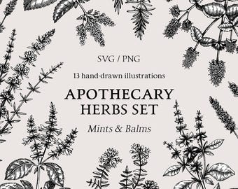 Medicinal Mint SVG Set – Hand-Drawn Apothecary Herbs Line Art, Herbalist Botanical Illustrations PNG