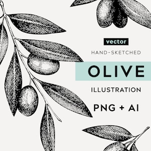 Dibujos digitales de olivos. Impresión botánica de ramas de olivo de estilo vintage, póster de plantas, etiquetas de alimentos. Boceto de frutas y verduras. Arte vectorial AI