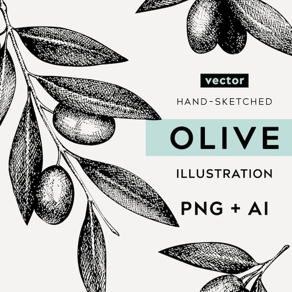 Dibujos digitales de olivos. Impresión botánica de ramas de olivo de estilo vintage, póster de plantas, etiquetas de alimentos. Boceto de frutas y verduras. Arte vectorial AI