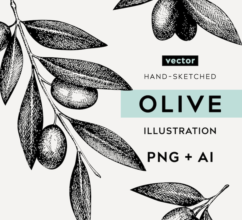 Pode incluir: Ilustra&ccedil;&atilde;o desenhada &agrave; m&atilde;o em preto e branco de ramos de oliveira com folhas e azeitonas. O texto "vector hand-sketched olive illustration png + ai" est&aacute; abaixo da imagem.