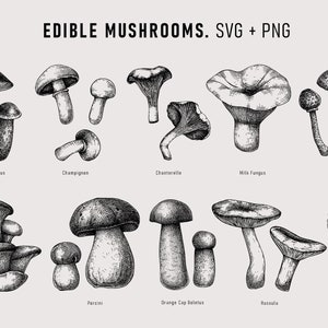 May include: A black and white illustration of ten different types of edible mushrooms. The mushrooms are drawn in a realistic style and labelled with their common names: Brown Cap Boletus, Champignon, Chanterelle, Milk Fungus, Lapista, Oyster, Porcini, Orange Cap Boletus, Russula, and Morel.