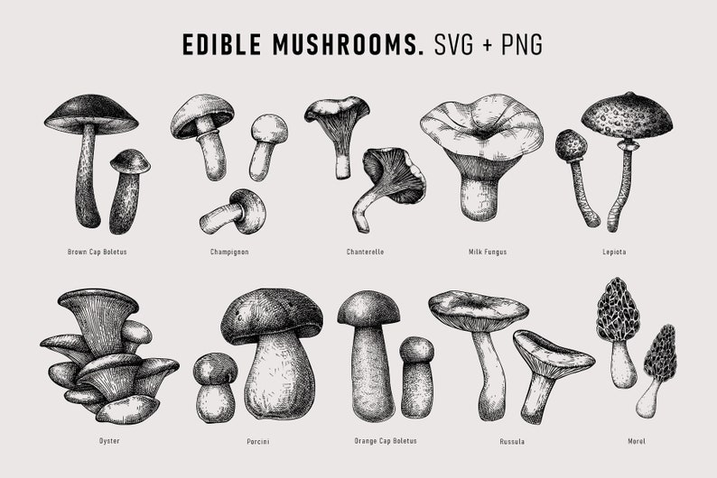 May include: A black and white illustration of ten different types of edible mushrooms. The mushrooms are drawn in a realistic style and labelled with their common names: Brown Cap Boletus, Champignon, Chanterelle, Milk Fungus, Lapista, Oyster, Porcini, Orange Cap Boletus, Russula, and Morel.