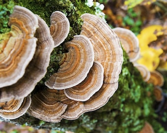 Dried Turkey Tail