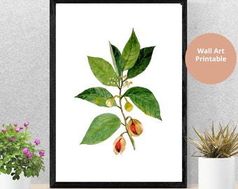 Nutmeg  Botanical Printable Medicinal Plant Watercolor Art  Herbal Plant Download  Culinary Herb Digital Download Ayurveda  Indian Cuisine