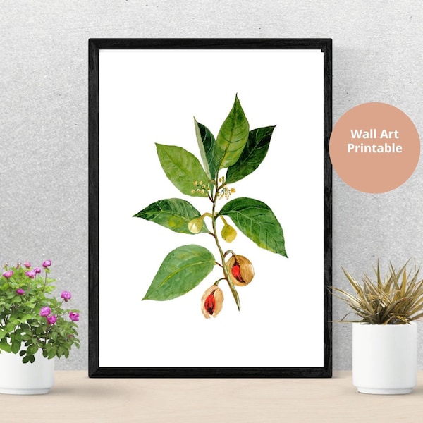 Nutmeg  Botanical Printable Medicinal Plant Watercolor Art  Herbal Plant Download  Culinary Herb Digital Download Ayurveda  Indian Cuisine