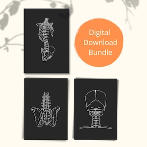 Op de afbeelding: Set van vier printbare zwart-witte lijntekeningen van het menselijk skelet. De illustraties tonen de ribbenkast, de wervelkolom, het bekken en de schedel.