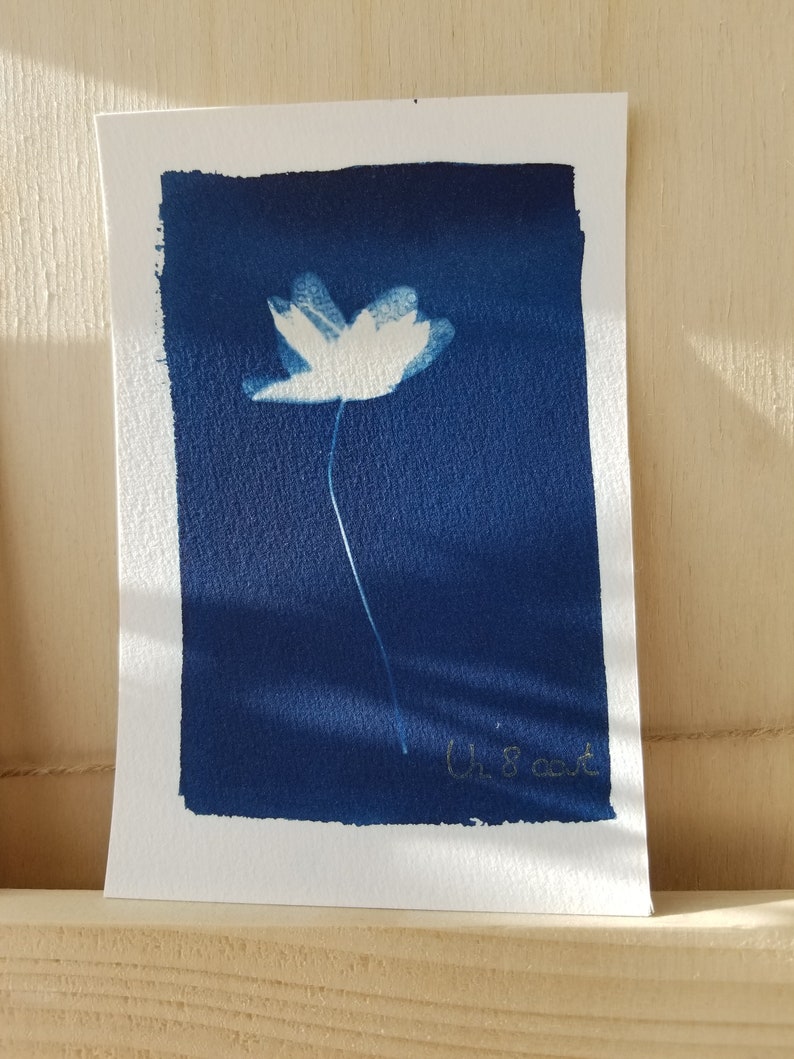 Cartão de cianótipo artesanal - Anêmona - Feito à mão imagem 1
