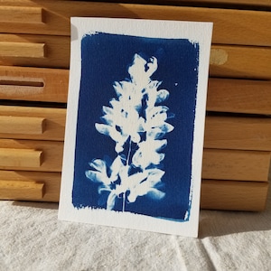 Carte Cyanotype Acacia - 15x10cm  -  Empreintes solaires - fabriqué en France