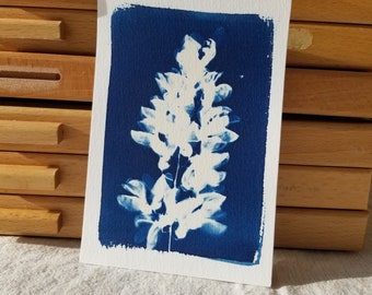 Cartão Cyanotype Acacia - 15x10cm - Pegadas solares - fabricado na França
