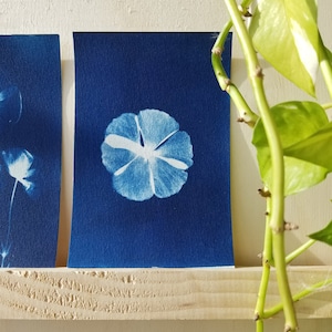 Carte cyanotype fait main - Renoncule - 15x10cm - Fabrication artisanale