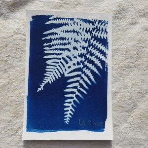 May include: Cyanotype print of a fern on a white background. The fern is white and the background is blue. The print is signed 'U. Scott' in the bottom right corner.