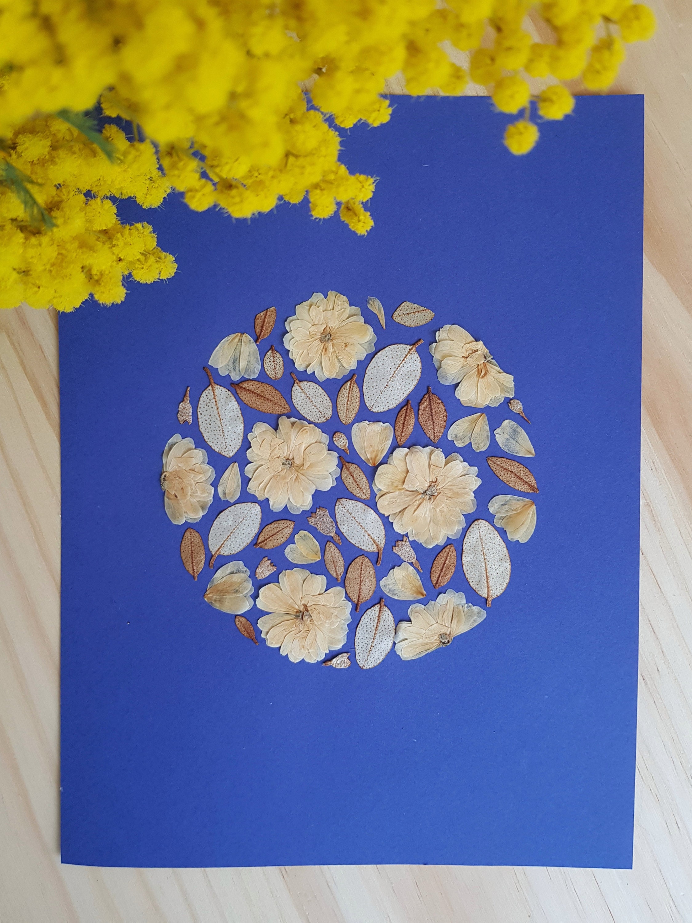 Herbier Encadré Composés de Fleurs Pressées, Tableau Végétal, Cadre en Chêne, Mimosa et Hortensia