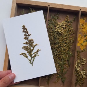 Solidago floral card - Handmade - With envelope