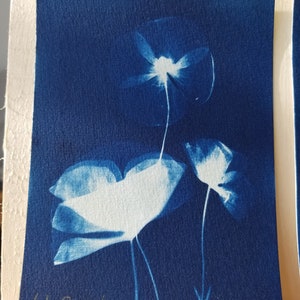 Carte cyanotype originale - Coquelicots - 15x10cm