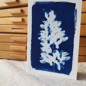 Carte double cyanotype Fleur d'Acacia - Fait main format 10*15cm - Création artisanale