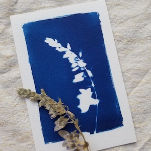 Carte Cyanotype Glycine fabriquée en France
