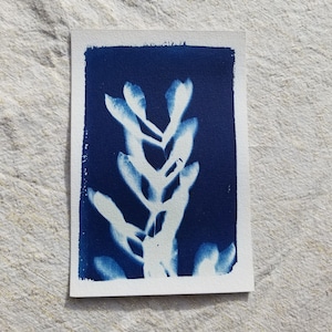 Carte cyanotype originale - Samares d'Erable - 15x10cm