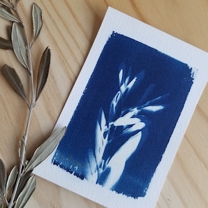 Carte Cyanotype Olivier - 10x15cm - Fait main