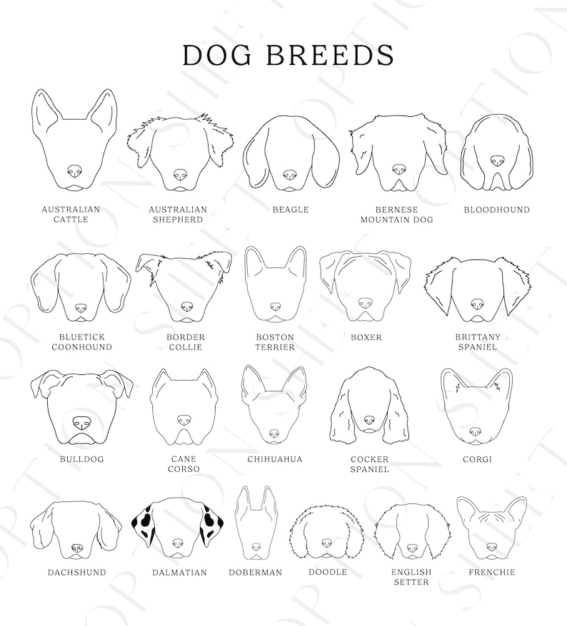 May include: Black and white line art illustrations of various dog breeds, including Australian Cattle Dog, Australian Shepherd, Beagle, Bernese Mountain Dog, Bloodhound, Bluetick Coonhound, Border Collie, Boston Terrier, Boxer, Brittany Spaniel, Bulldog, Cane Corso, Chihuahua, Cocker Spaniel, Corgi, Dachshund, Dalmatian, Doberman, Doodle, English Setter, and French Bulldog.
