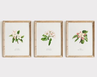Set of 3 Botanical Prints, Botanical Illustrations, Spring Flowers, Cottagecore, Botanical Wall Art, Farmhouse Decor, DIGITAL DOWNLOAD