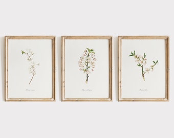 Set of 3 Botanical Prints, Vintage Print Set, Spring Blossom Flower Paintings, Botanical Wall Art, Farmhouse Decor, DIGITAL DOWNLOAD