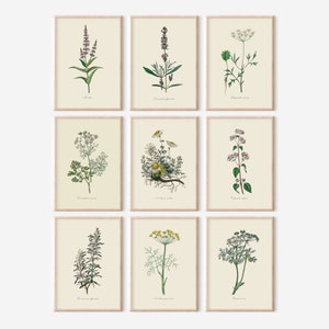 Vintage Set Of 9 Kitchen Garden Herb Illustrations, DIGITAL DOWNLOAD, Flower Paintings, Botanical Wall Art, Culinary Cooking Plants