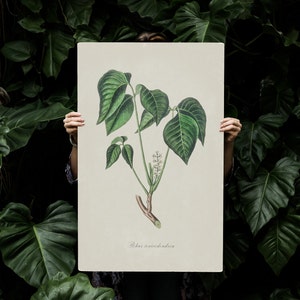 Vintage Poison Ivy Print, DIGITAL DOWNLOAD, Poisonous Plant Watercolour Illustration, Botanical Painting, Witchcraft Magick Art, Farmhouse image 5