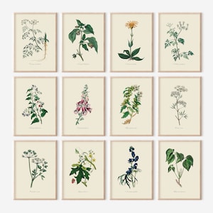 Impresiones de plantas venenosas, juego de 12 impresiones, impresiones botánicas vintage, arte de pared botánico, plantas tóxicas, decoración de brujas, DESCARGA INSTANTÁNEA