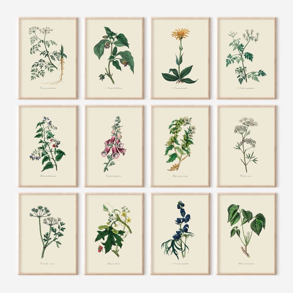 Poisonous Plant Prints, Set of 12 Prints, Vintage Botanical Prints, Botanical Wall Art, Toxic Plants, Witch Decor, INSTANT DOWNLOAD