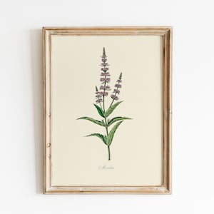 Vintage Minze Gemälde Druck, DIGITAL DOWNLOAD, Aquarell Minze Illustration, Botanische Wandkunst, Garten Kräuter Druck, Bauernhaus Landhaus Dekor