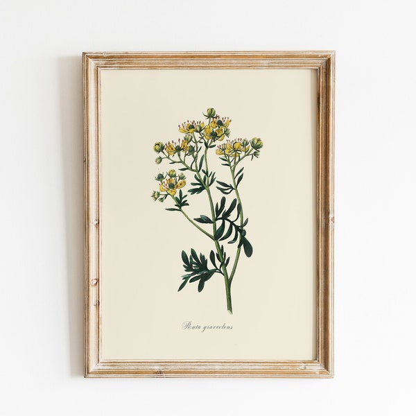 Vintage Rue Plant Illustration, DIGITAL DOWNLOAD, Watercolour Wildflower Painting, Botanical Wall Art, Farmhouse, Medicinal Yellow Flower